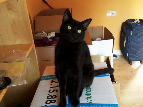 Balú helping with the tape and boxes/ Balú ayudando con el precinto y las cajas